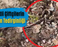 Siirtli Çiftçilerin Yılan Tedirginliği