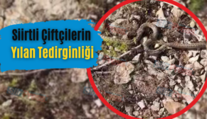 Siirtli Çiftçilerin Yılan Tedirginliği