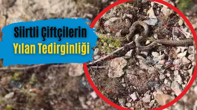 Siirtli Çiftçilerin Yılan Tedirginliği