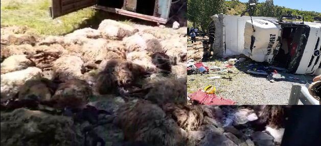 Siirt’ten Bitlis’e küçükbaş hayvan nakli yapan göçerlere ait TIR, Buzlupınar