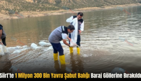 Siirt’te 1 Milyon 300 Bin Yavru Şabut Balığı Baraj Göllerine Bırakıldı