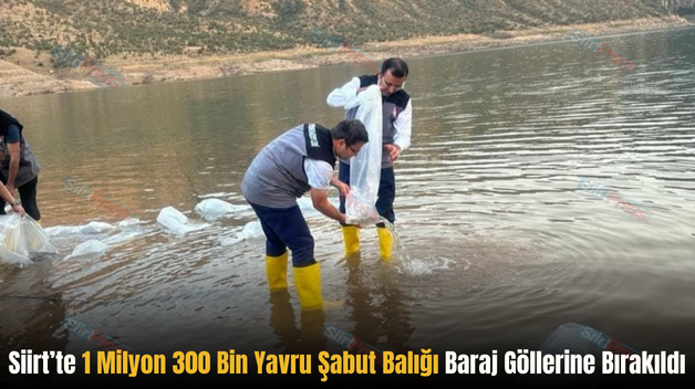 Siirt’te 1 Milyon 300 Bin Yavru Şabut Balığı Baraj Göllerine Bırakıldı