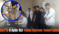 Siirt’te 6 Ayda 153 Yaban Hayvanı Tedavi Edildi