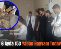 Siirt’te 6 Ayda 153 Yaban Hayvanı Tedavi Edildi
