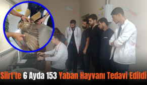 Siirt’te 6 Ayda 153 Yaban Hayvanı Tedavi Edildi