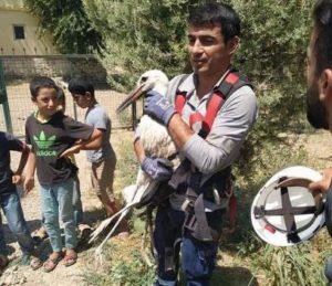 Siirt’te ayaklarına ip dolanınca elektrik direğinde mahsur kalan leylek, Dicle