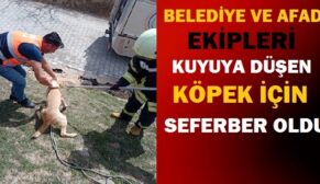 BELEDİYE VE AFAD EKİPLERİ KUYUYA DÜŞEN KÖPEK İÇİN SEFERBER OLDU