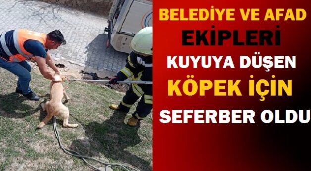 Siirt’te Belediye ve AFAD ekipleri kuyuya düşen sokak köpeği için