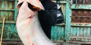 BOTAN’DA YAKALANAN 120 KİLOLUK BALIK GÖRENLERİ ŞAŞIRTTI