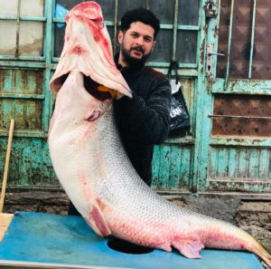 Siirt’in Botan çayında yakalanan 120 kiloluk turna balığı satışa sunuldu.