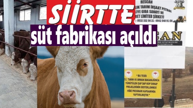 SİİRT’TE BÜYÜKBAŞ SÜT İŞLETMESİ FAALİYETE GEÇTİ