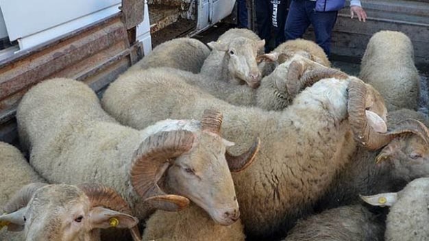 Siirt’te çaldıkları 47 küçükbaş hayvanı Batman ilinde satmak isteyen hırsızlar