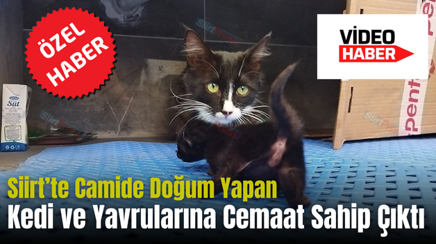 Siirt’te Camide Doğum Yapan Kedi ve Yavrularına Cemaat Sahip Çıktı