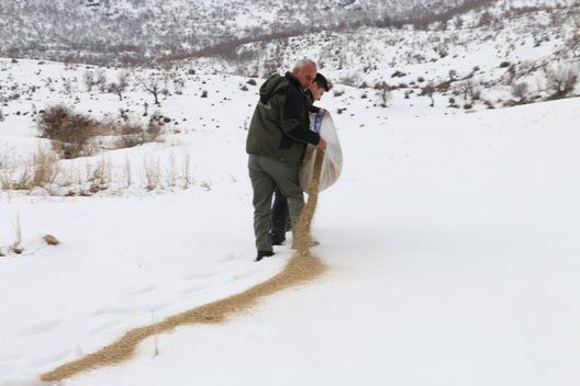 Siirt’te yiyecek bulmakta güçlük çeken yaban hayvanları için yemleme yapıldı. Doğa Koruma