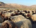 GÖÇEBELERİN YAYLA DÖNÜŞÜ BAŞLADI