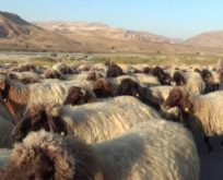 GÖÇEBELERİN YAYLA DÖNÜŞÜ BAŞLADI