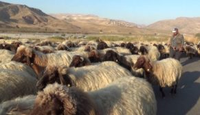 GÖÇEBELERİN YAYLA DÖNÜŞÜ BAŞLADI