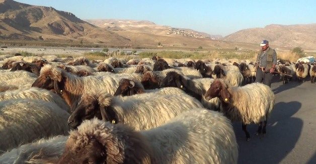 Siirt’te Mayıs aylarında yaylalara çıkan göçerler, kasım ayı ile beraber