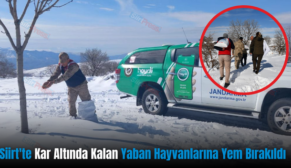 Siirt’te Kar Altında Kalan Yaban Hayvanlarına Yem Bırakıldı