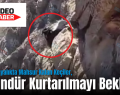 Siirt’te Kayalıkta Mahsur Kalan Keçiler, 3 Gündür Kurtarılmayı Bekliyor