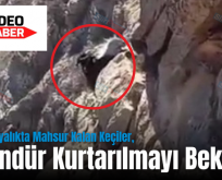 Siirt’te Kayalıkta Mahsur Kalan Keçiler, 3 Gündür Kurtarılmayı Bekliyor
