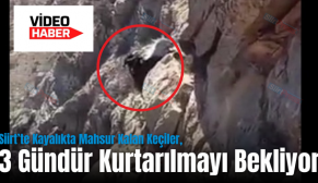 Siirt’te Kayalıkta Mahsur Kalan Keçiler, 3 Gündür Kurtarılmayı Bekliyor
