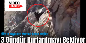 Siirt’te Kayalıkta Mahsur Kalan Keçiler, 3 Gündür Kurtarılmayı Bekliyor