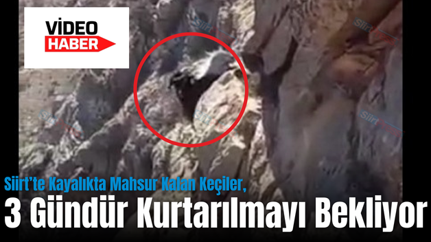 Siirt’te Kayalıkta Mahsur Kalan Keçiler, 3 Gündür Kurtarılmayı Bekliyor