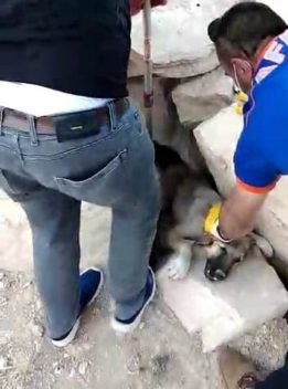 Siirt’te kayalıklarda sıkışan köpek, İl Afet ve Acil Durum Müdürlüğü
