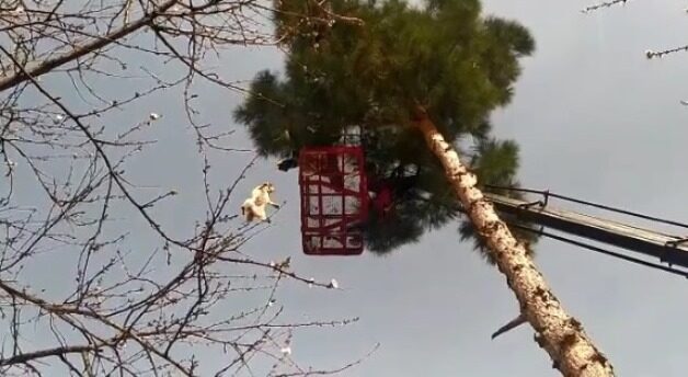 Siirt’te ağaçta mahsur kalan kedi, itfaiye ekiplerinin 3 saatlik çalışmayla