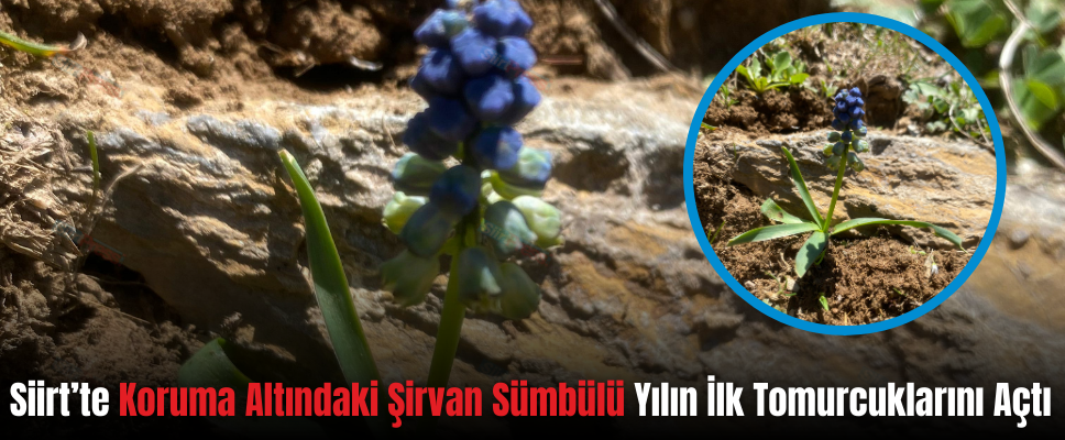 Siirt’te Koruma Altındaki Şirvan Sümbülü Yılın İlk Tomurcuklarını Açtı