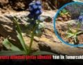Siirt’te Koruma Altındaki Şirvan Sümbülü Yılın İlk Tomurcuklarını Açtı