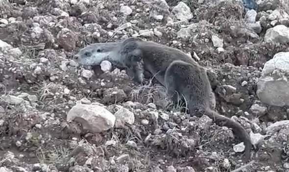 Siirt’te köylüler tarafından girdiği bahçede bulunan ve nesli tükenmekte olan