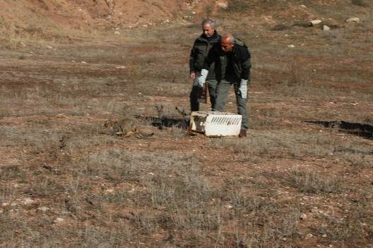 Siirt’te tuzağa yakalanan ve nesli tükenme tehlikesi altında olan yaban