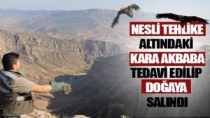 Siirt’te kırsal alanda yaralı halde bulunan nesli tükenmekle olan kara