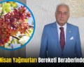 Siirt’te Nisan Yağmurları Bereketi Beraberinde Getirdi