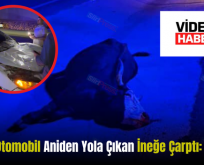 Siirt’te Otomobil Aniden Yola Çıkan İneğe Çarptı: 3 Yaralı