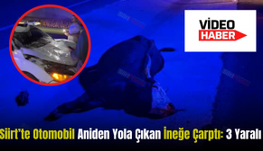 Siirt’te Otomobil Aniden Yola Çıkan İneğe Çarptı: 3 Yaralı