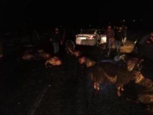 Siirt’te bir sürücü yolun karşısına geçmeye çalışan koyun sürüsüne çarptı.