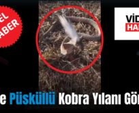 Siirt’te Püsküllü Kobra Yılanı Görüldü