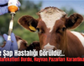 Siirt’te Şap Hastalığı Görüldü!.. Hayvan Hareketleri Durdu, Hayvan Pazarları Karantinaya Alındı