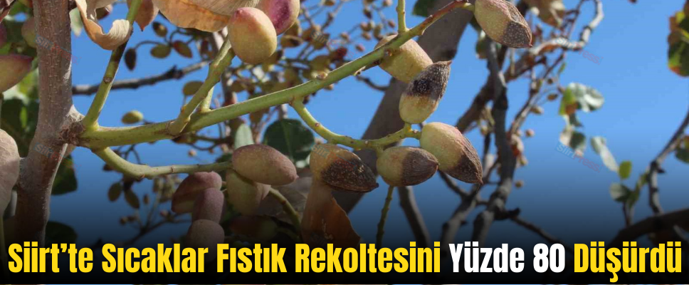 Siirt’te Sıcaklar Fıstık Rekoltesini Yüzde 80 Düşürdü