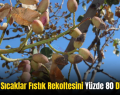 Siirt’te Sıcaklar Fıstık Rekoltesini Yüzde 80 Düşürdü