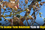 Siirt’te Sıcaklar Fıstık Rekoltesini Yüzde 80 Düşürdü