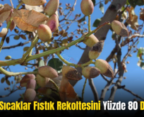 Siirt’te Sıcaklar Fıstık Rekoltesini Yüzde 80 Düşürdü