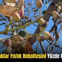 Siirt’te Sıcaklar Fıstık Rekoltesini Yüzde 80 Düşürdü