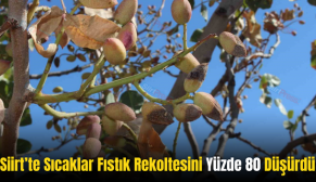 Siirt’te Sıcaklar Fıstık Rekoltesini Yüzde 80 Düşürdü