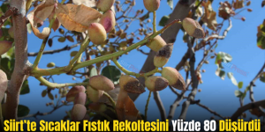 Siirt’te Sıcaklar Fıstık Rekoltesini Yüzde 80 Düşürdü