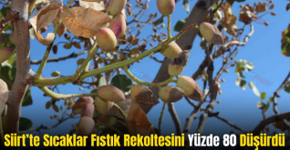 Siirt’te Sıcaklar Fıstık Rekoltesini Yüzde 80 Düşürdü
