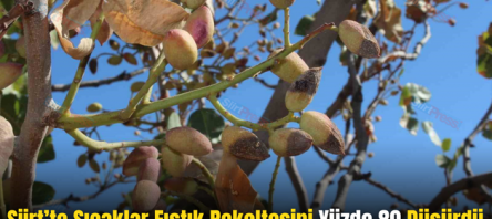 Siirt’te Sıcaklar Fıstık Rekoltesini Yüzde 80 Düşürdü